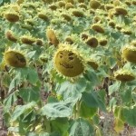 Happy sunflower face